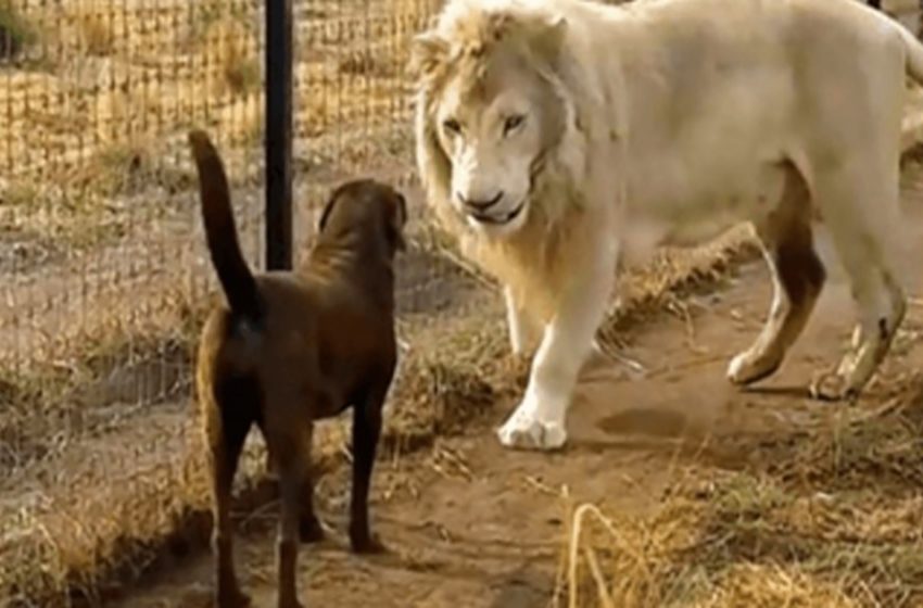  Un labrador se retrouve face à face avec un énorme lion blanc et le lion lui attrape la patte.
