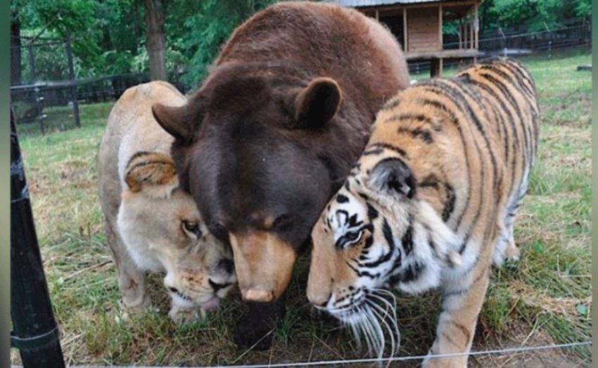  Le Lion, Le Tigre Et L’Ours Deviennent Des Amis Pour La Vie Après Avoir Été Sauvés En Tant Que Petits.