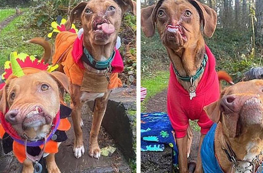  Deux chiens malformés deviennent les meilleurs amis du monde après avoir été adoptés à cinq ans d’intervalle par une famille adorable
