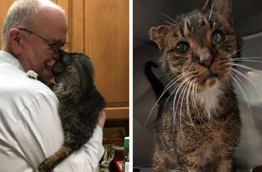  Un chat errant à une oreille de 15 ans, a attendu celui qui l’a adopté, lui donnant ainsi la vie qu’il mérite