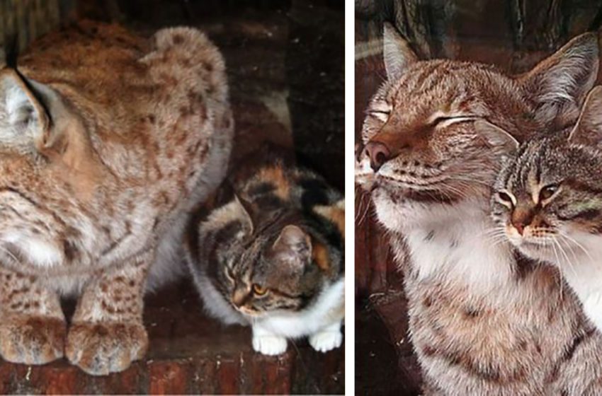  Un chat errant à la recherche de nourriture est allé au zoo et est devenu ami avec un lynx.