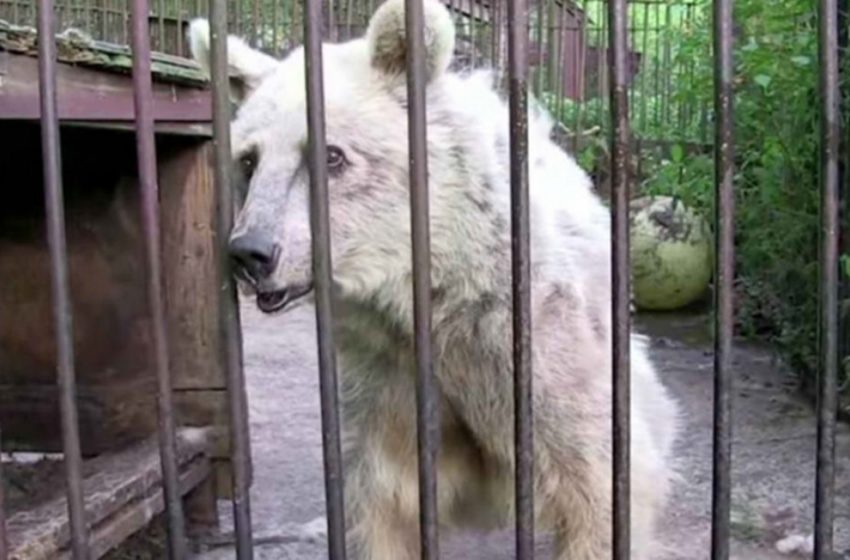  Un ours triste est resté seul dans une cage rouillée pendant 30 ans, mais sa réaction est magnifique lorsqu’on le libère.