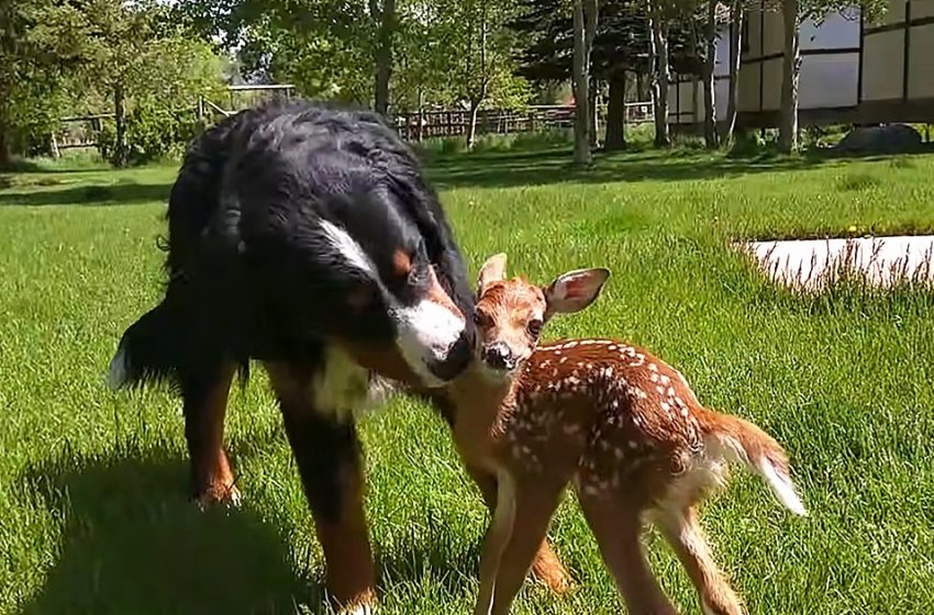  Un bébé cerf abandonné trouve un père adoptif improbable qui est un chien de montagne bernois.