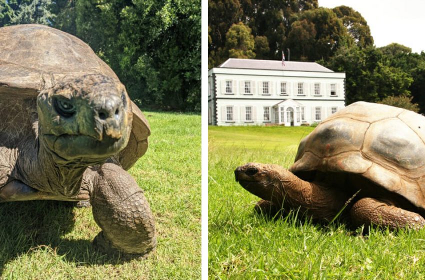  Jonathan, une tortue de 190 ans, est officiellement la plus vieille tortue de l’histoire.