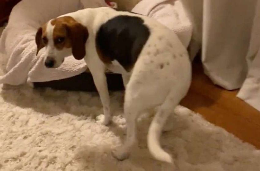 Un adorable chien attend près de son lit que son père vienne le recouvrir chaque soir