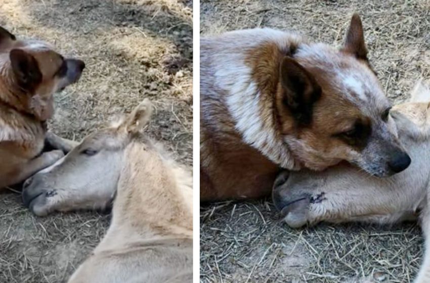 Un chien réconforte un poulain orphelin de neuf jours après la mort de sa mère et prend le cheval sous son aile.