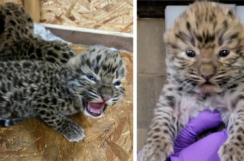  Le zoo célèbre la naissance rare de deux léopards de l’Amour qui sont en danger de disparition.