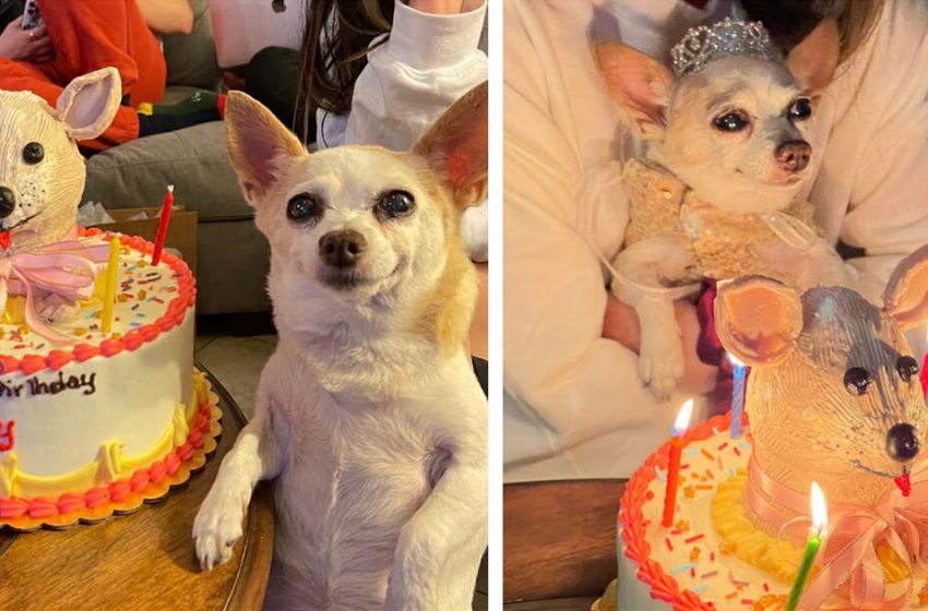  Une grande fête était organisée pour le 15e anniversaire de cette chienne. Elle est folle de joie lorsqu’elle voit son gâteau spécial.