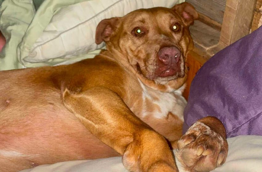  Une femme se réveille et trouve un chien inconnu dans son lit