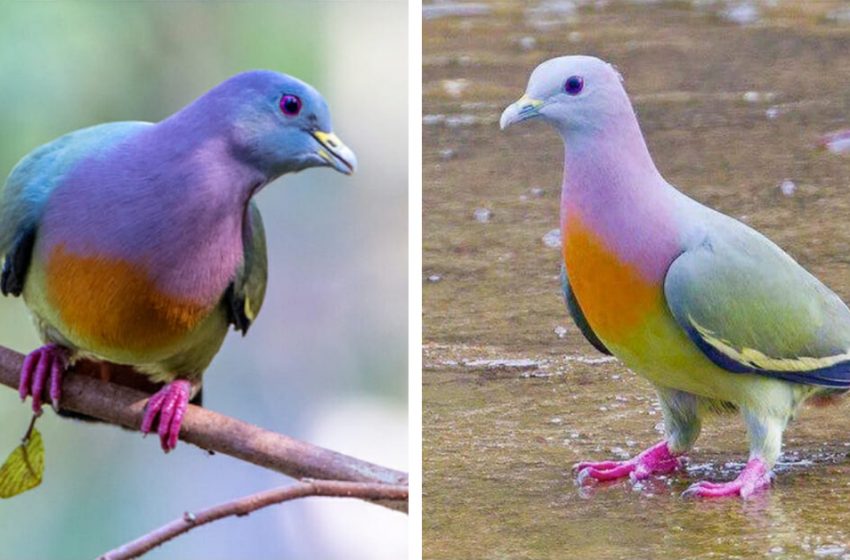  Un internaute tombe amoureux du “pigeon arc-en-ciel” après avoir constaté la beauté des pigeons.