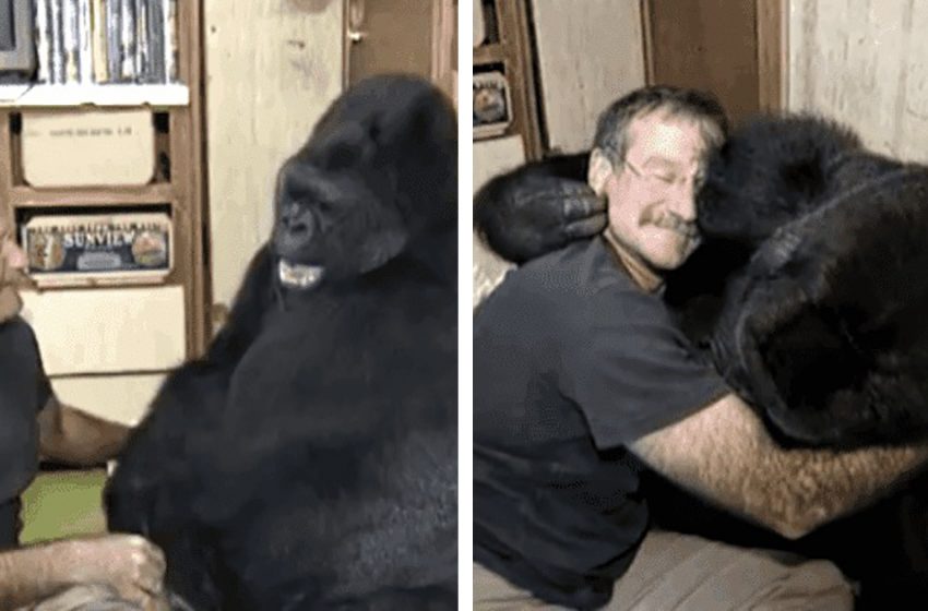  Robin Williams a fait rire Koko le gorille pour la première fois en six mois après la mort de son ami d’enfance.
