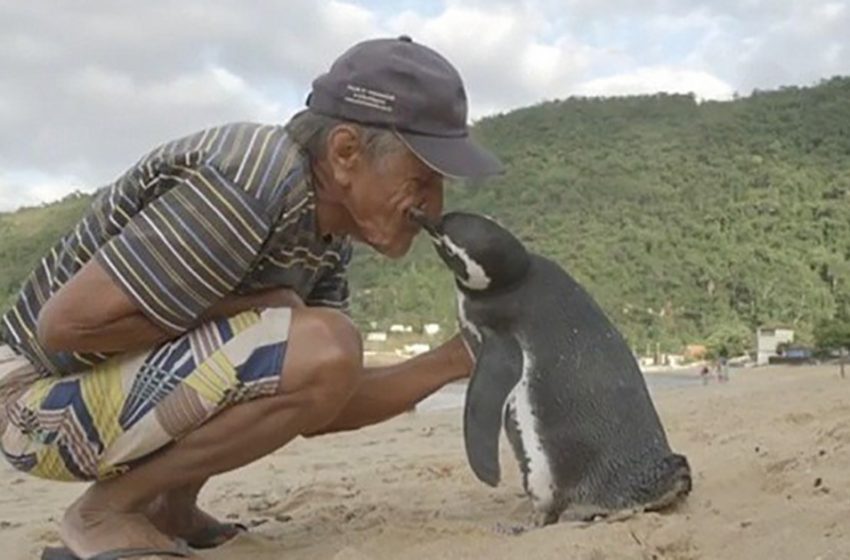  Un pingouin nage 8 000 km chaque année pour voir l’homme qui lui a sauvé la vie