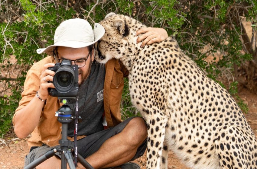  Un guépard sauvage surprend un photographe en lui faisant un câlin.