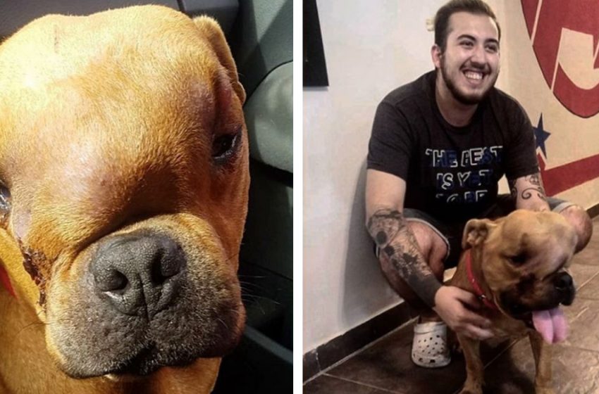  Un homme adopte un chien atteint d’un cancer pour qu’il puisse profiter d’un foyer chaleureux dans ses derniers jours.