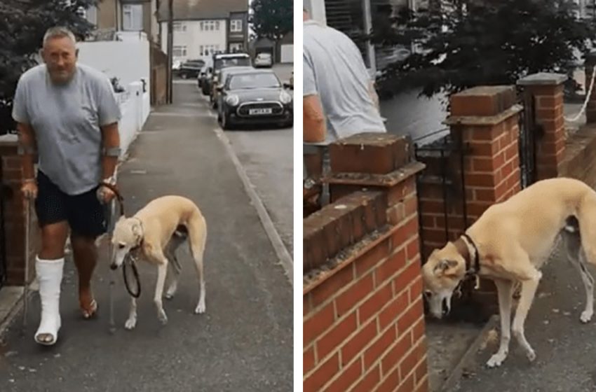  Le propriétaire du chien blessé découvre que le chien boiteux l’a imité par compassion.