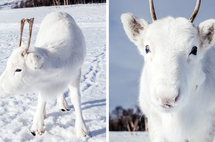  Lors d’une randonnée en Norvège, un homme prend des photos de bébés rennes blancs extrêmement rares