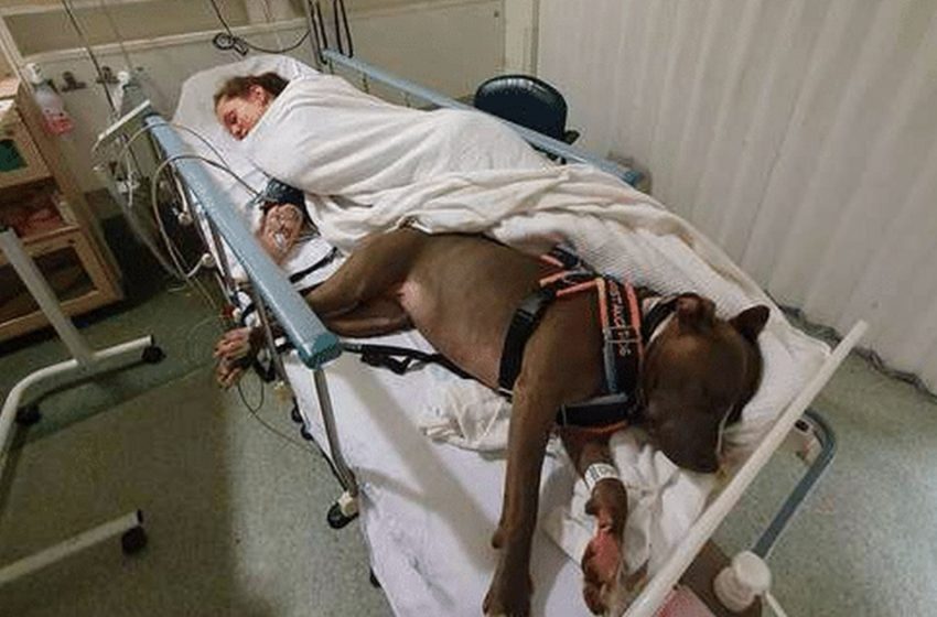  Un amour inconditionnel : Un chien fidèle refuse de quitter sa mère après lui avoir sauvé la vie.