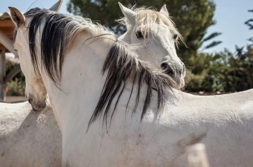 Après avoir passé toute leur vie seuls, ces chevaux sauvés sont tombés amoureux.