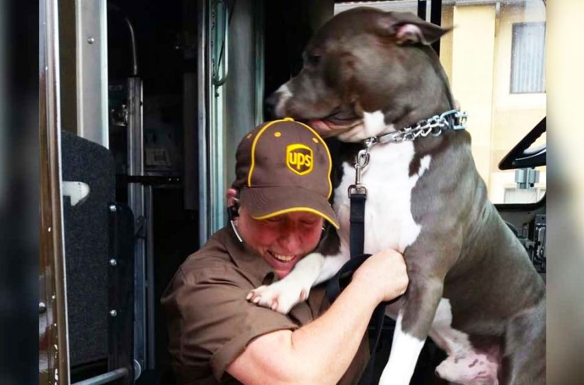  Une conductrice d’UPS trouve un pitbull qui l’attend tous les jours et l’adopte après le décès de son propriétaire.