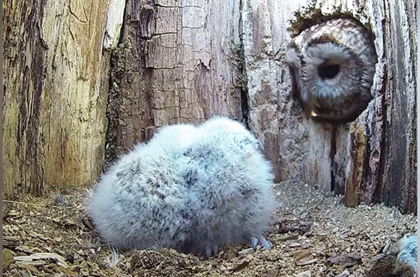 Une maman chouette dont les œufs n’ont pas éclos est ravie de trouver des bébés dans son nid