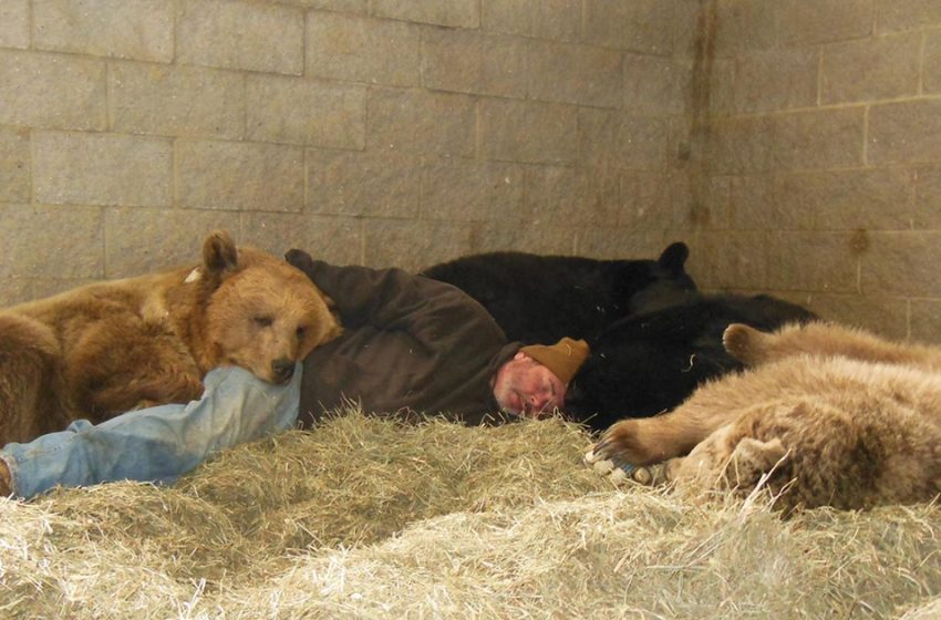  Un gardien de la faune dévoué fait la sieste avec quatre ours orphelins pour les aider à s’endormir