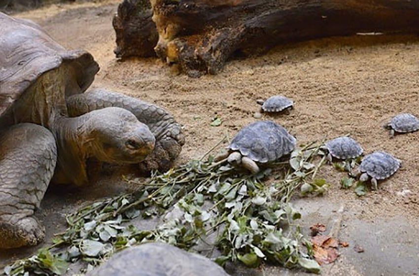  Une tortue en voie de disparition de 80 ans devient maman pour la première fois : tous les bébés sont en bonne santé