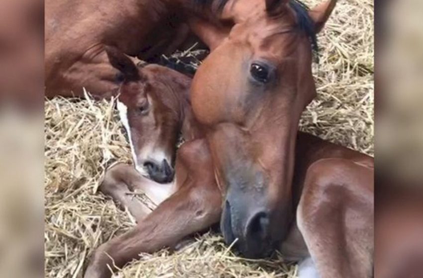  Après avoir perdu son propre chevreau, une mère cheval dévastée adopte un poulain nouveau-né orphelin, comme l’observe ce vétérinaire aux Pays-Bas