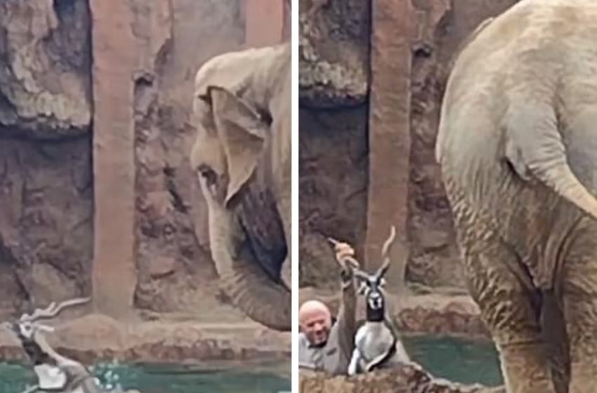  L’éléphant appelle à l’aide après que l’ami de l’antilope tombe dans l’eau et lui sauve la vie