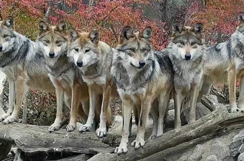 Au Wolf Conservation Center de New York, une famille de loups prend la pose