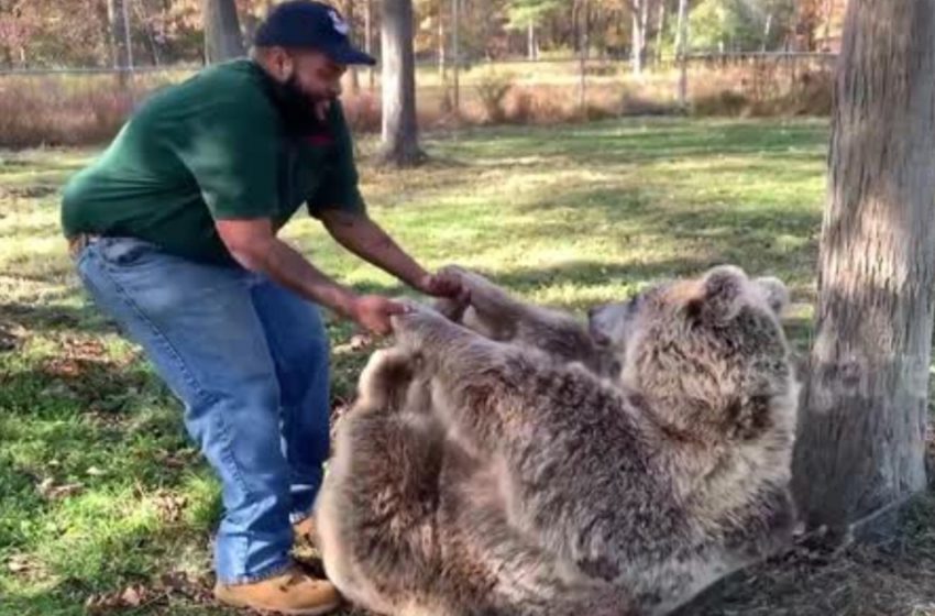  Adorable moment où un ours orphelin retrouve un sauveteur humain après des années de séparation