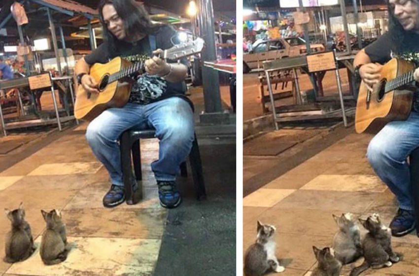  Le musicien de rue était sur le point de partir quand ces adorables chatons sont venus lui montrer leur soutien