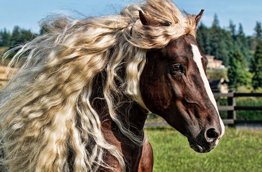  Rencontrez les magnifiques chevaux de la « Forêt-Noire »en Allemagne qui sont en voie de disparition