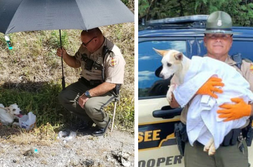  Un soldat sauve un chien sur le bord de la route de la chaleur torride, puis lui donne une maison