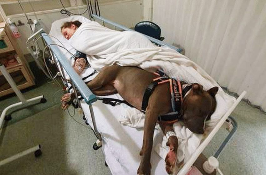  Le chien fidèle est resté aux côtés de son propriétaire après lui avoir sauvé la vie. L’amour illimité ressemble à ça !