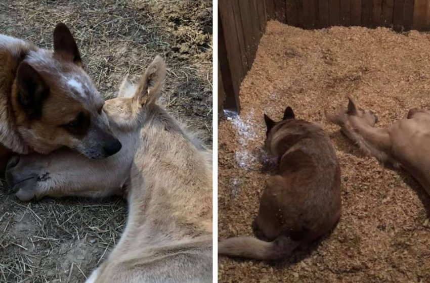  Un Poulain nouveau – né devient orphelin, mais un chien attentionné l’empêche de dormir seul
