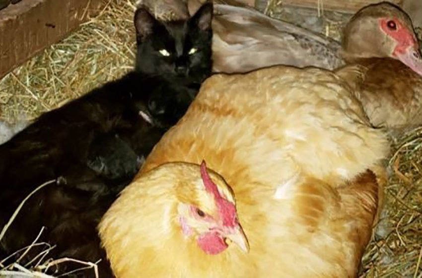  Une chatte accouche dans un poulailler à côté d’une poule et de ses œufs.