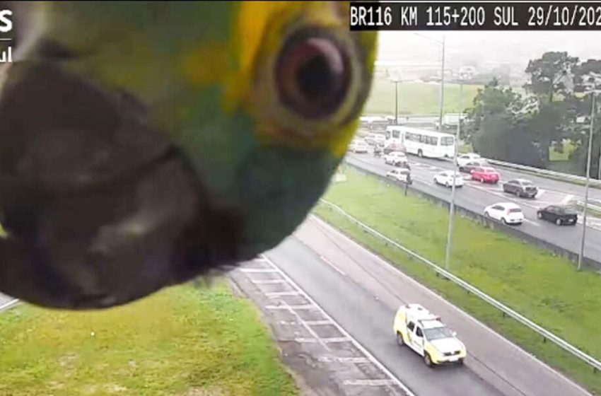  Un perroquet fait une apparition surprise sur une caméra de circulation routière