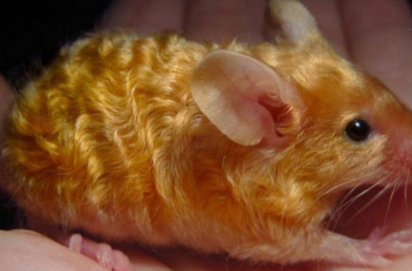  La souris Golden Wavy a les cheveux abondants dont rêvent de nombreuses femmes.