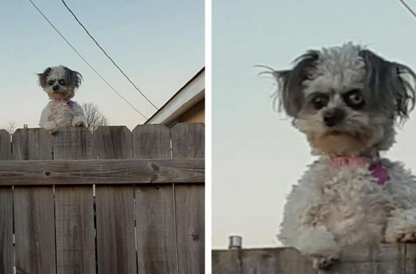 Ce petit chien qui jette un coup d’œil par-dessus une clôture met les gens mal à l’aise.
