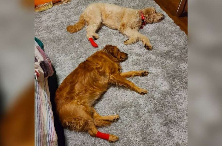  Un chien jaloux fait semblant de se blesser après que son frère se soit blessé à la patte