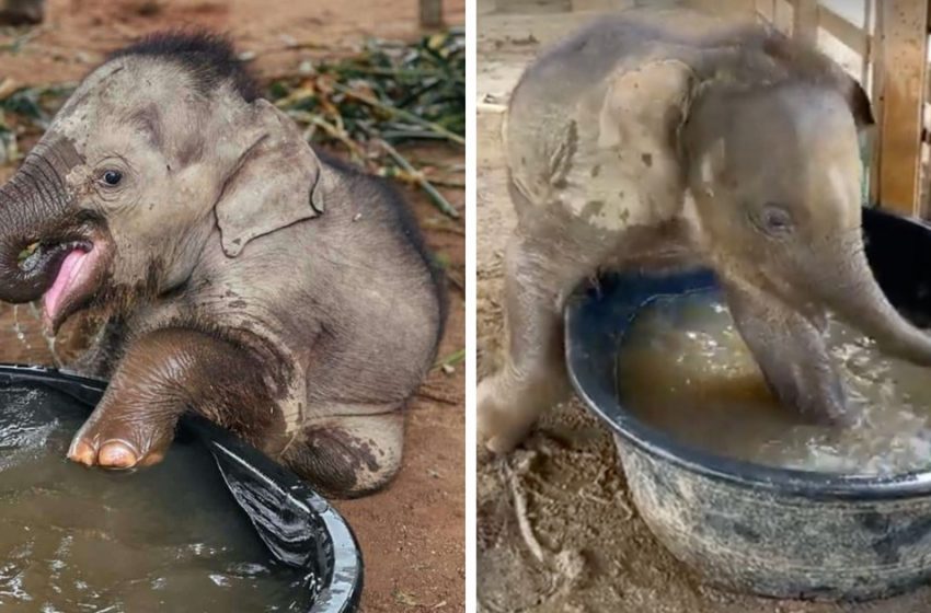  Regardez un éléphanteau qui prend son premier bain