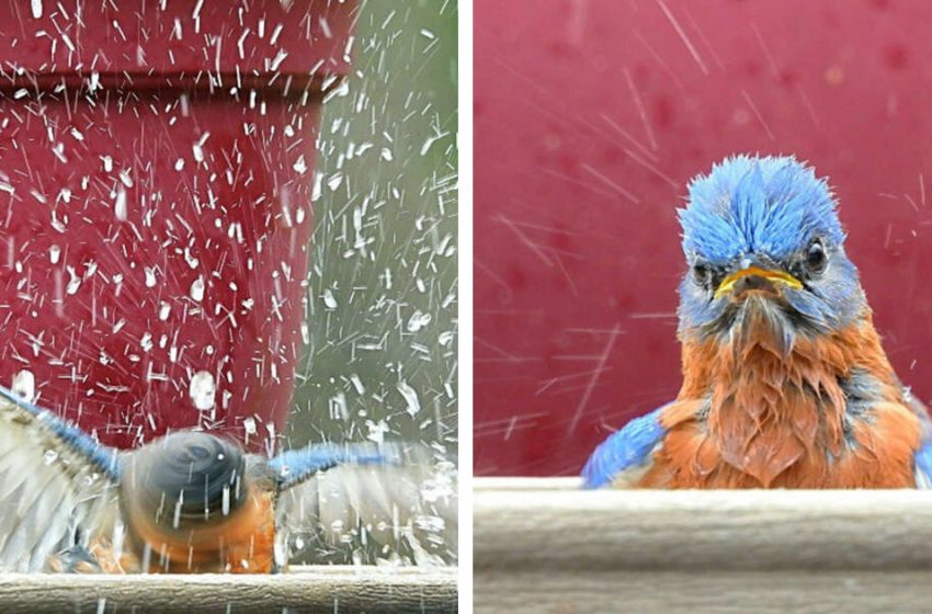  La femme prend une photo du petit oiseau qui s’éclate dans le bain qu’elle lui a préparé