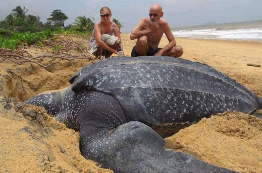  Événement incroyable La plus grande tortue de mer du monde est sortie de l’océan