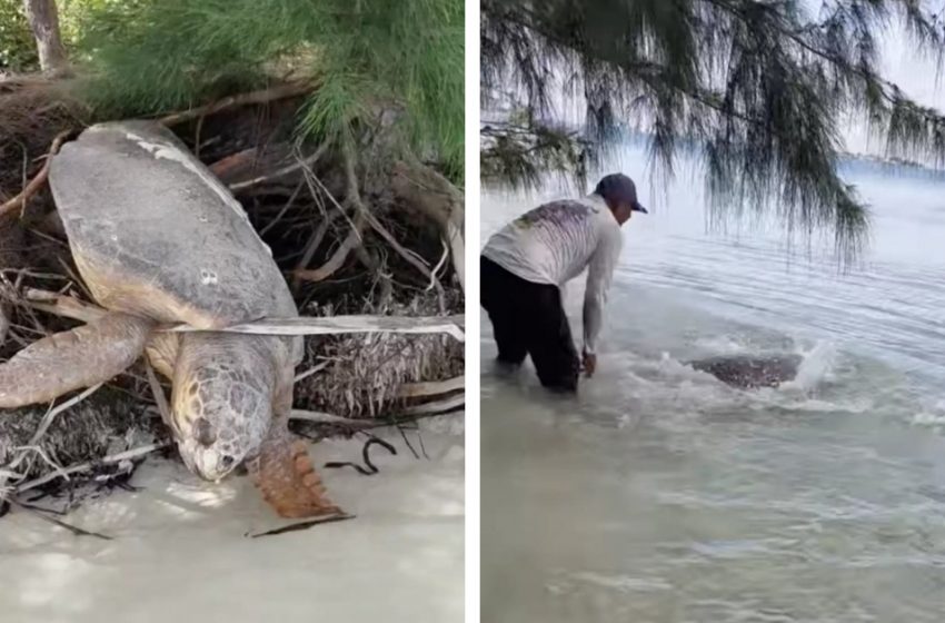  Un homme trouve une tortue de mer “morte” capturée à son arrivée et la ressuscite