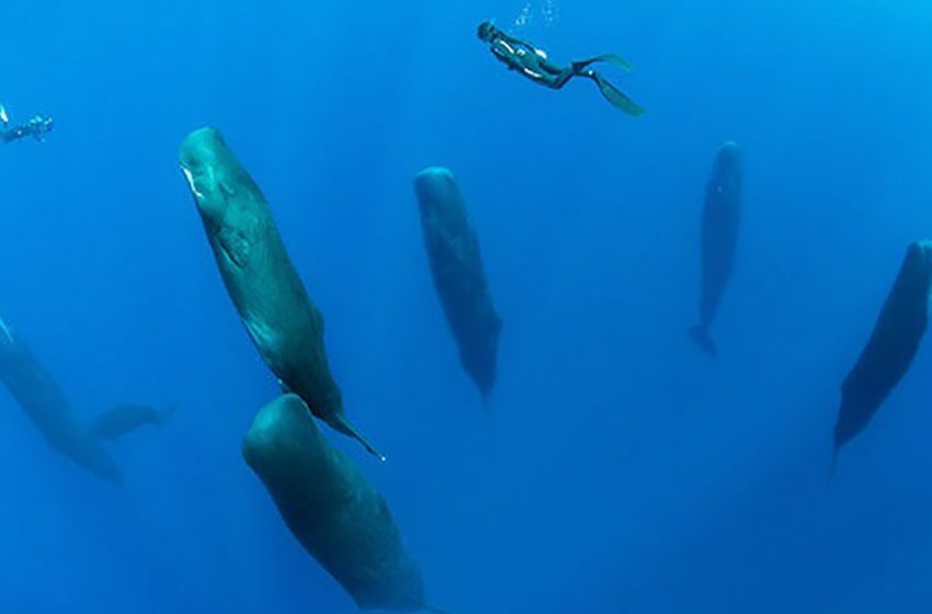  Un photographe passionné a pris d’incroyables clichés d’un groupe de baleines dormant debout