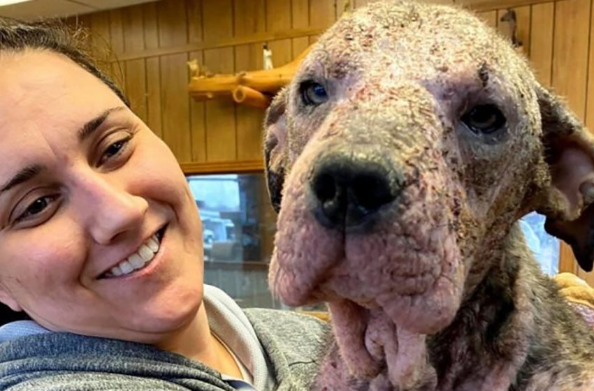 Un chien abandonné qui était malade et atteint de gale et qui a été soigné est désormais méconnaissable