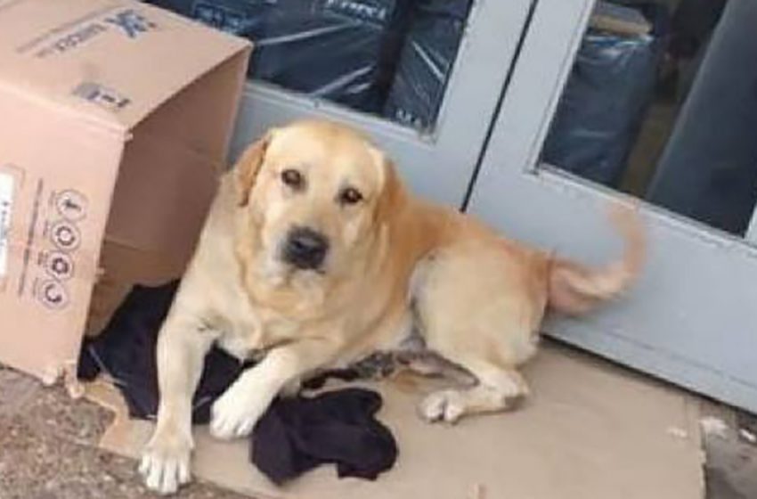  Un chien dévoué attend à la porte d’un hôpital son propriétaire décédé depuis plus d’une semaine