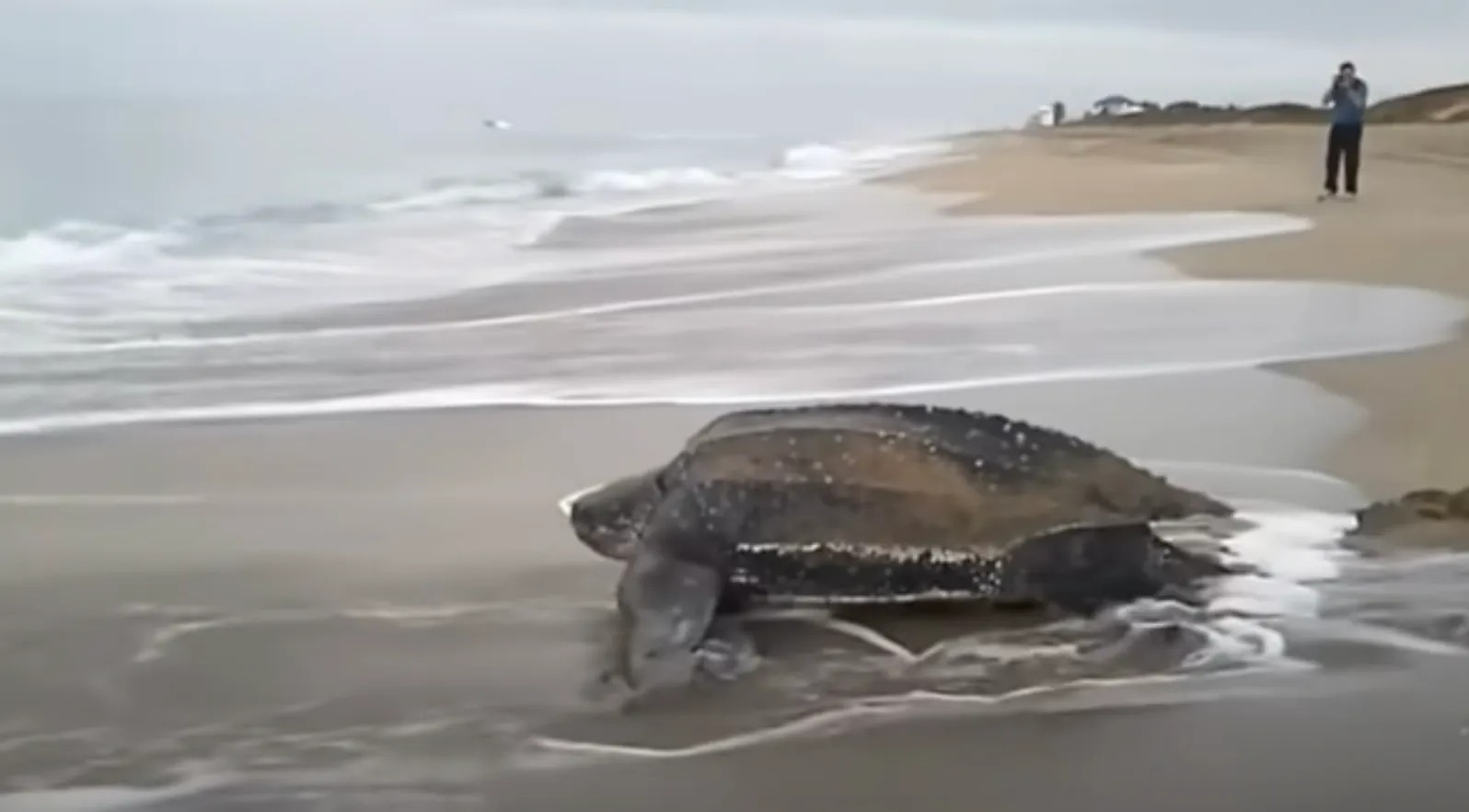 Événement incroyable La plus grande tortue de mer du monde est sortie de l