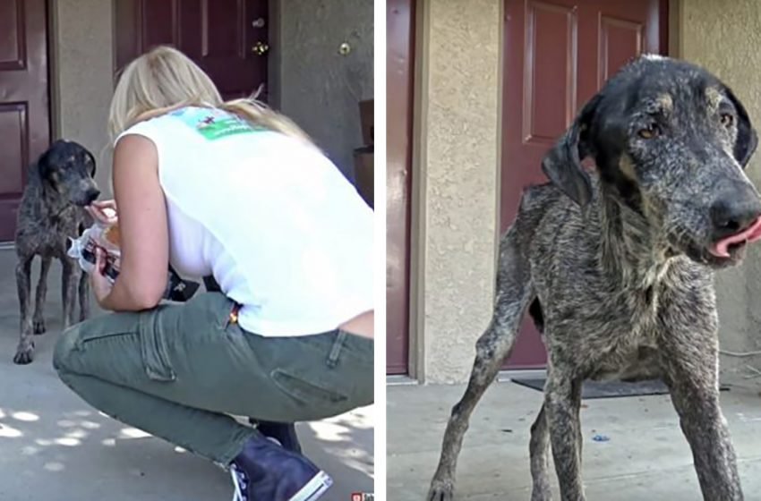  Le propriétaire du chien pensait qu’elle était morte il y a deux ans, mais les sauveteurs l’ont trouvée vivant seule dans les montagnes