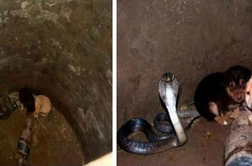  Quelqu’un a jeté les chiots dans un puits, et un cobra venimeux mais extrêmement sympathique les a aidés